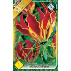 Gloriosa Rotschildiana / Koronásliliom