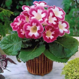   Gloxinia Blanche de Meru / rózsaszín-fehér (Csuporka)  - 1 db/ csomag (LA)