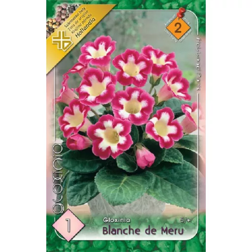 Gloxinia Blanche de Meru / rózsaszín-fehér (Csuporka)  - 1 db/ csomag (LA)