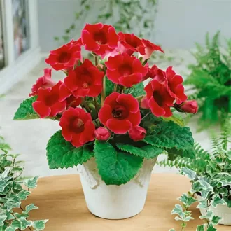 Gloxinia Etoile de Feu / piros  - 1 db/ csomag (LA)