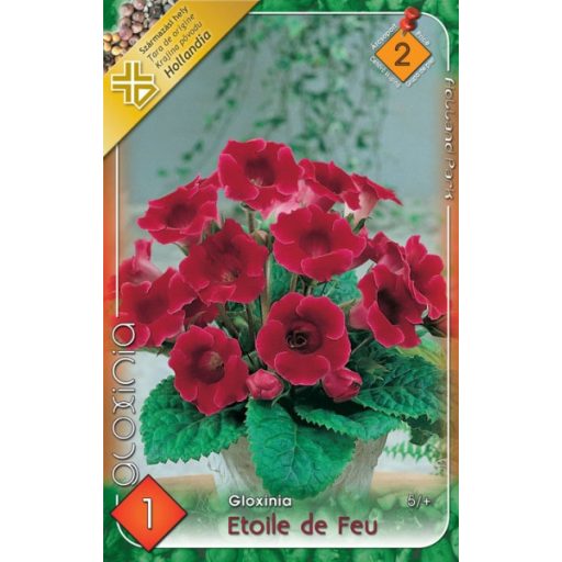 Gloxinia Etoile de Feu / piros  - 1 db/ csomag (LA)
