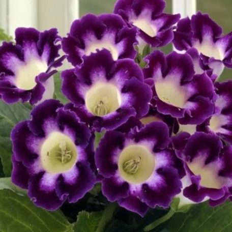 Gloxinia Hollywood / lila-fehér (LA)