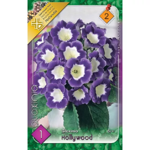 Gloxinia Hollywood / lila-fehér (Csuporka)  - 1 db/ csomag (LA)