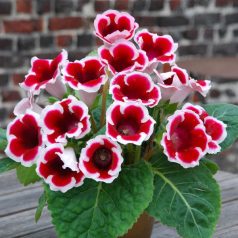 Gloxinia Kaiser Friedrich / piros-fehér (LA)