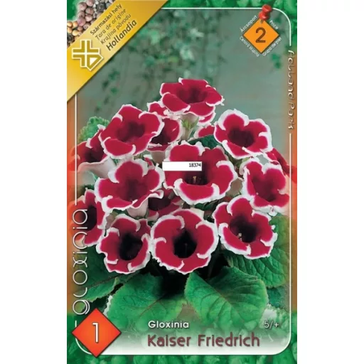 Gloxinia Kaiser Friedrich / piros-fehér (Csuporka)  - 1 db/ csomag (LA)