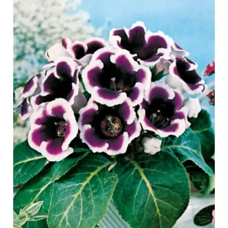   Gloxinia Kaiser Wilhelm / kék-fehér (Csuporka)  - 1 db/ csomag (LA)