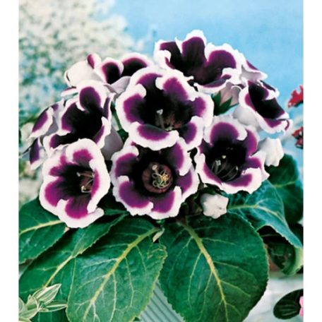 Gloxinia Kaiser Wilhelm / kék-fehér (LA)