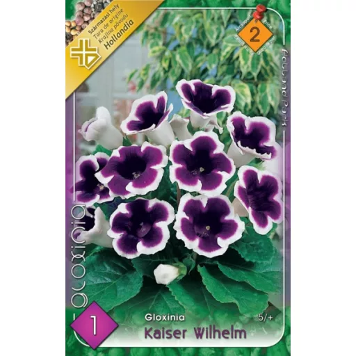 Gloxinia Kaiser Wilhelm / kék-fehér (Csuporka)  - 1 db/ csomag (LA)