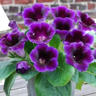 Gloxinia Violacea / lila (Csuporka)  - 1 db/ csomag (LA)