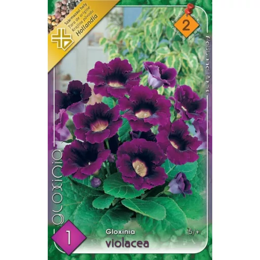 Gloxinia Violacea / lila (Csuporka)  - 1 db/ csomag (LA)