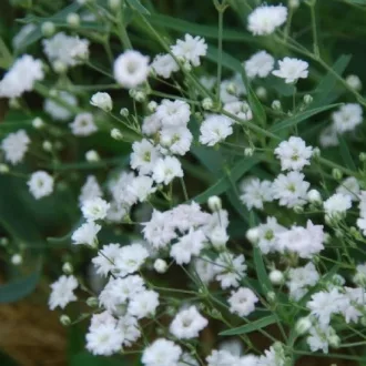 Gypsophila Bristol Fairy teltvirágú fátyolvirág