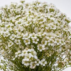   Gypsophila paniculata / Fátyolvirág egyszerű virágú (LA)