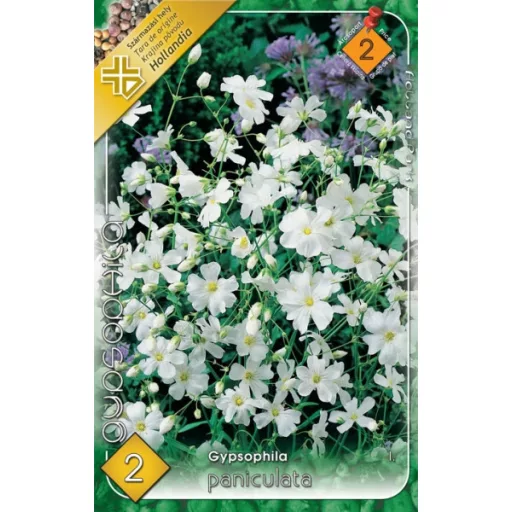 Gypsophila paniculata / Fátyolvirág egyszerű virágú (LA)