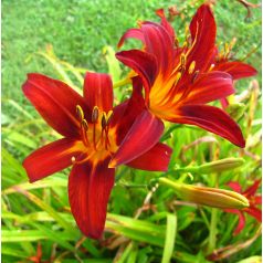 Hemerocallis Sammy Russel / Sásliliom (LA)