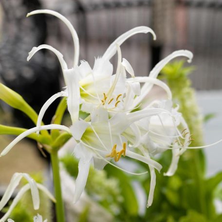 Hymenocallis festalis / Pókliliom (LA)