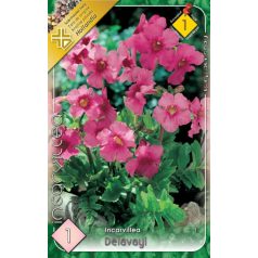 Incarvillea delavayi / Szabadföldi-gloxinia rózsaszín