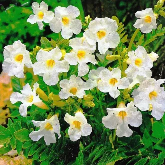   Incarvillea delavayi Snowtop / Szabadföldi-gloxinia fehér  - 1 db/ csomag (LA)