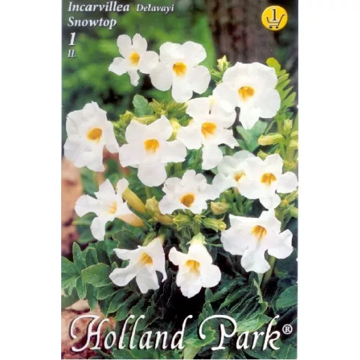 Incarvillea delavayi Snowtop / Szabadföldi-gloxinia fehér  - 1 db/ csomag (LA)