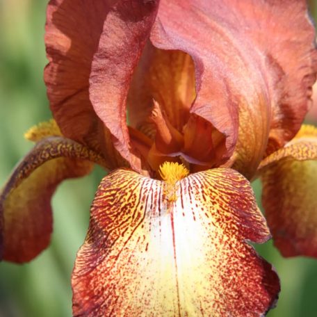 Iris Germanica Bronze / Nőszirom Bronz 1 db (LA)