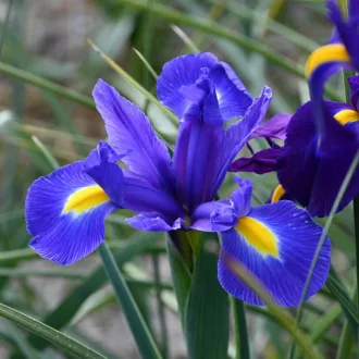 Iris hollandica Blue Magic kék nőszirom