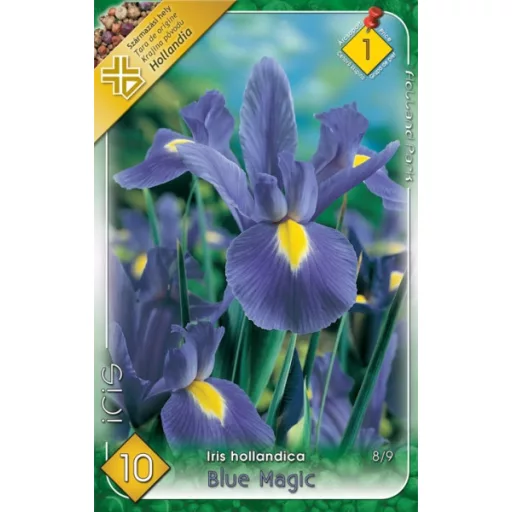 Iris hollandica Blue Magic kék nőszirom