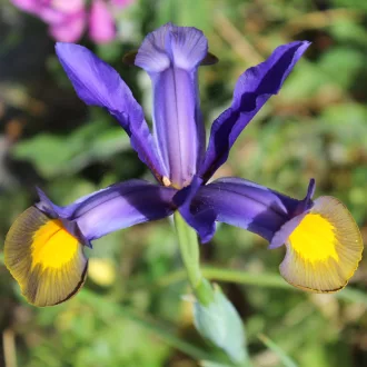 Iris hollandica Frans Hals cirmos nőszirom