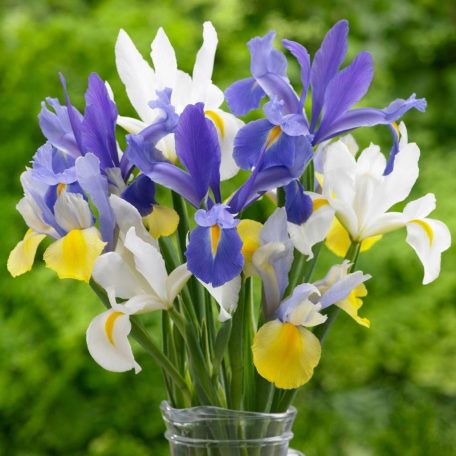 Iris hollandica mixed / Nőszirom színkeverék 50 db (LA)