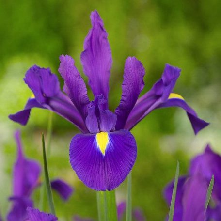 Iris hollandica Purple Sensation / Nőszirom lila 10 db (LA)