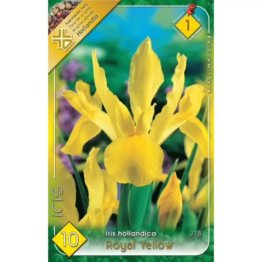 Iris hollandica Royal Yellow sárga nőszirom