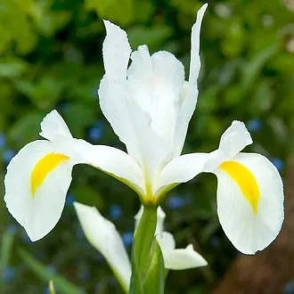Iris hollandica White van Vliet fehér nőszirom