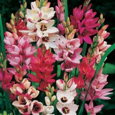   Ixia African Cornlily mixed / Lépliliom színkeverék 10 db (LA)