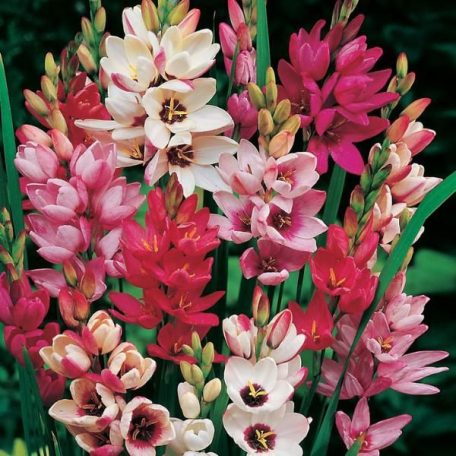 Ixia African Cornlily mixed / Lépliliom színkeverék 10 db (LA)