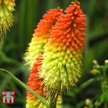 Kniphofia uvaria / Fáklyaliliom (LA)