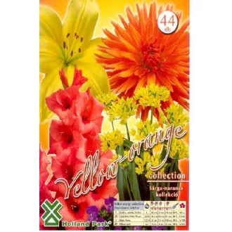 Sárga-narancs 44db virághagyma válogatás