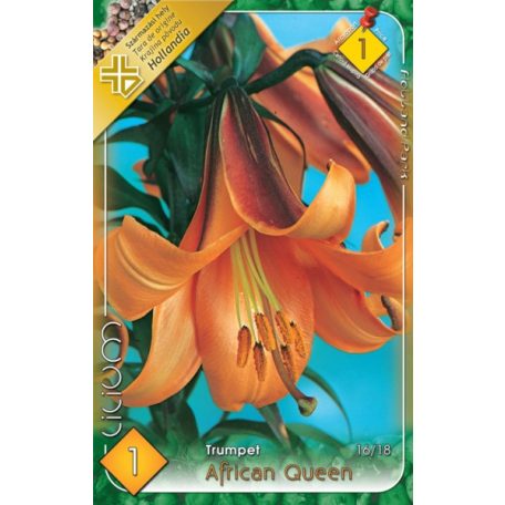 Lilium African Queen / Liliom (LA)