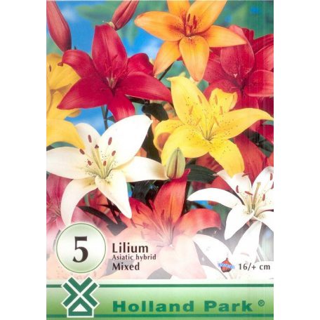 Lilium asiatic hybrid mixed / Liliom ázsiai hybrid színkeverék 5db