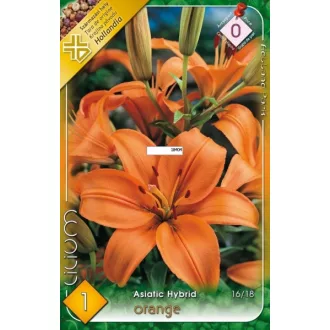   Liliom Ázsiai Narancssárga (Lilium Asiatic Orange) - 1 db/csomag (LA)