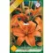 Liliom Ázsiai Narancssárga (Lilium Asiatic Orange) - 1 db/csomag (LA)