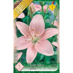 Lilium Asiatic Pink / Liliom Pink 1 db