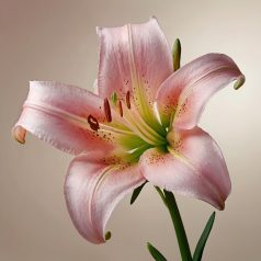 Lilium Asiatic Pink / Liliom Pink 1 db (LA)