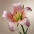 Lilium Asiatic Pink / Liliom Pink 1 db (LA)