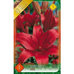 Lilium Asiatic Red / Liliom Red 1 db