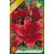 Lilium Asiatic Red / Liliom Red 1 db (LA)