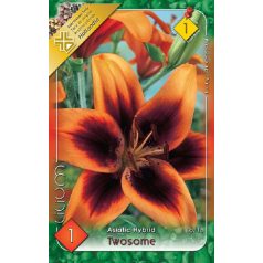 Lilium Asiatic Twosome / Liliom ázsiai hibrid