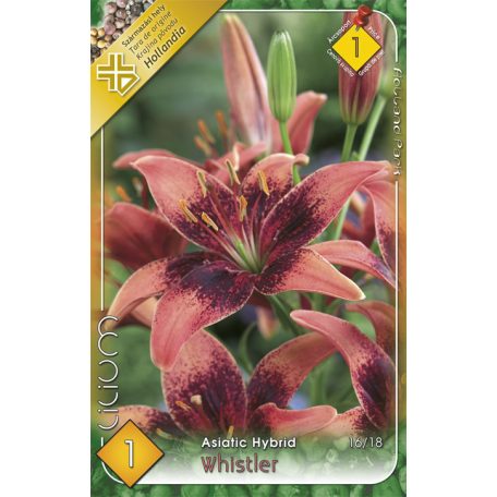 Lilium Asiatic Whistler / Liliom Whistler (LA)