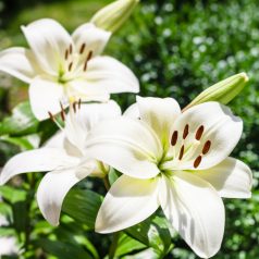 Lilium Asiatic White / Liliom White 1 db (LA)