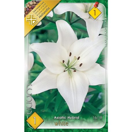 Lilium Asiatic White / Liliom White 1 db (LA)