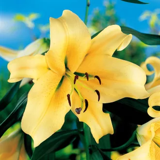 Lilium Honey Moon krémsárga óriásliliom