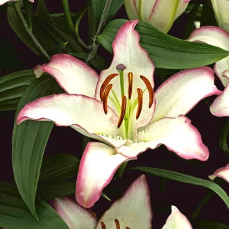 Lilium Hotline fehér-lila szegélyes liliom