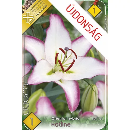 Lilium Hotline fehér-lila szegélyes liliom